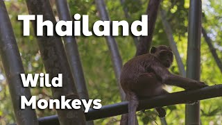 Thailand - Part #3 [Khao Sok National Park & Monkeys]