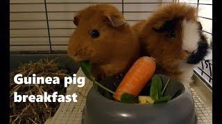 Guinea pigs eating breakfast together - Ginger and Chutney