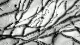 Cytoplasmic Streaming in Grey Oyster Mushroom Mycelium