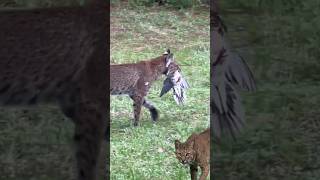 bobcat catches a dove