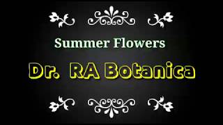 Collection of Summer Flowers and Plants at my Terrace|| Varieties of Summer Plants at my home