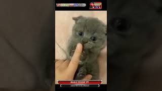 cute cats baby /beautiful cats videos