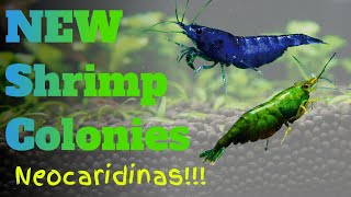 Shrimp Room Update - April 2020: Green Jades & Blue Dreams Neocaridina Shrimp in their New Tanks