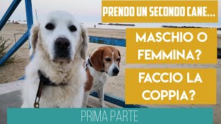 Prendo il secondo cane: maschio o femmina? Faccio la coppia? - Prima parte