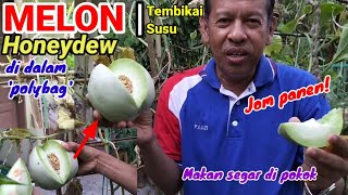 MELON HONEYDEW | TEMBIKAI SUSU | Makan segar di pokok