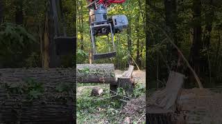 Chipper or tank? #awesome #sweet #treelife #nature #trees #sweetgum #bigtree #tree