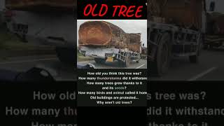 Why aren't  old trees protected ? # shorts #yt #education