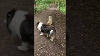 Rough Collies wigglin' fluff-butt