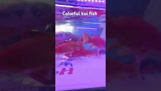 Colourful Koi Fish | Imported Koi Fish #shorts #fish #koifish #pondfish #colors