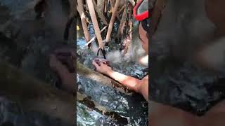 Pinta de punches #shorts #viral #eduardoguzman #elsalvador #pesca