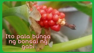 Eto pala ang bunga ng bonsai na gabi