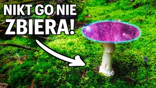 GRZYB, którego nikt nie zbiera... Amanita Muscaria | Muchomor Czerwony