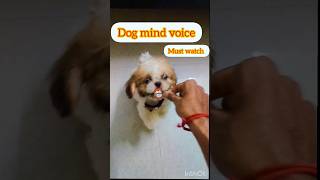 முழுமையாக பார்க்கவும்🤣😂#shorts #doglover #dogs #pets #shitzu #hoomans #kanguva #dadslife #puppy #dog