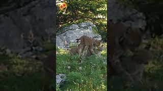 3 Young lynxes  and the mum /  3 jeunes Lynx et la maman #wildlife #nature #suisse #lynx