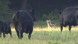 Calling Farm Country Coyotes - Coyote Hunting