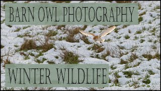 Photographing Barn owls/Winter Wildlife