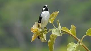 Bigodinho cantando muito para encarte e disputas.