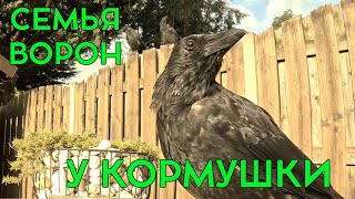 МАМА, ПАПА, Я - СЕГОДНЯ 😉 ДРУЖНАЯ СЕМЬЯ!  #crow #ворона #животные