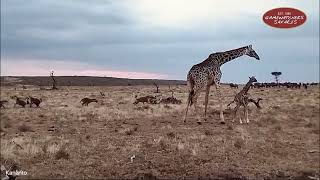 A Mother’s Courage: Giraffe Defends Newborn from Lions and Hyenas | Ol Kinyei Conservancy