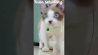 kucing anggora yang lucu dan imut🤗🐈