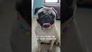 what would you do? 🥺 #dog #pug #cute #funny #pets #fyp #shorts