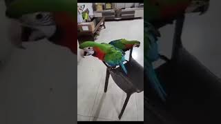 Cute parrot voice #birds #shorts