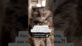 ЮМОР ИЗ ЖИЗНИ😅🔥 #смешныеживотные #приколыскотами #смешнойкот #кот