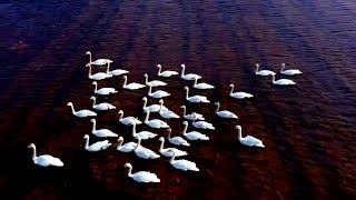 Migrant birds in N China's wetland create beautiful landscape