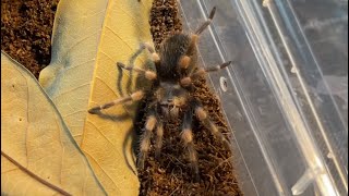 😱?DID THE SPIDER ESCAPE?😱 tarantula rehouse brachypelma smith. #tarantula #spiders #shorts