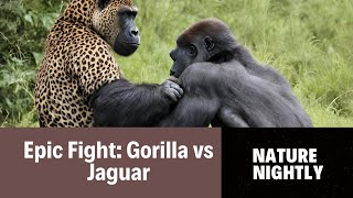 Ultimate Showdown: Gorilla vs Leopard #shorts #naturenightly