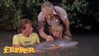 Something's Wrong With Flipper! | Flipper