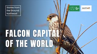 Falcon Capital of the World |  Stories from the Ground: Northeast India | The Habitats Trust Films