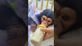 Little chimp drinks his milk