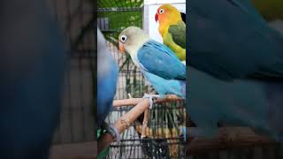 Three Lovebirds, One Cage – See the Blue Lovebird's Funniest Moments!