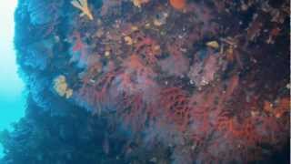 ROTE KORALLEN CAPO DI FONZA, SPIRO SUB DIVING ELBA, CORALLI ROSSO/CAPO FONZA, RED CORALS CAPO FONZA,