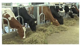 Animal Feed Scarcity in Kenya: Dr. John Kang'ethe Mutunga, Member, Agri. Comm. of Parliament, Kenya