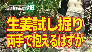 生姜収穫前に試し掘り。国産種生姜を植えて7か月目、一抱えあるほどの大生姜の塊になっているはず、でしたが・・・。11/02