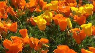 Sea of Wavering Wild Poppy Flowers Super Bloom, Lancaster, California (April, 2019)