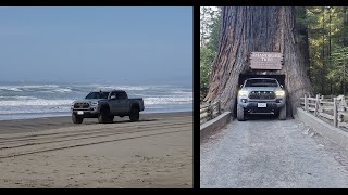 NorCal Trip - Samoa Dunes Rec Area & Chandelier Tree