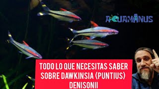 Todo lo que necesitas saber sobre Dawkinsia (Puntius) denisonii