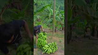 Panen pisang lagi #longersvideo #semangatberkebunkarenaberkebunsangatmenyengkan