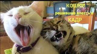 Кошки решившие влезть в кадр