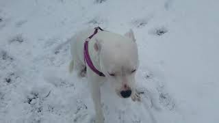 Cindy Lou in the snow