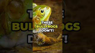 "African Bullfrog" animal quality 5 amazing facts Please Subscribe now 👈