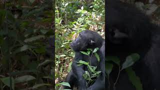 A quick glimpse at our hike with chimpanzees 😀