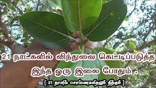 21 நாளில் விந்துவை கெட்டியாக்கும் இலை | Vinthu Kettiyaga in Tamil