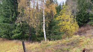 A small Forest above our homestead