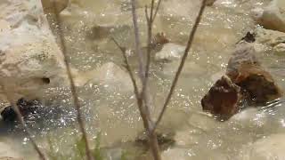 Stream in the Negev desert