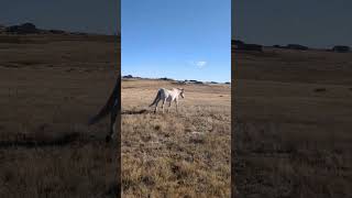 Horses are a lot like me. When I'm eating lunch. Don't bother me. I'm eating