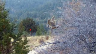 ⛈️Yağmurlu Günde Keklikler Pustu ,Limitler Doldu💥Shotkam Gopro